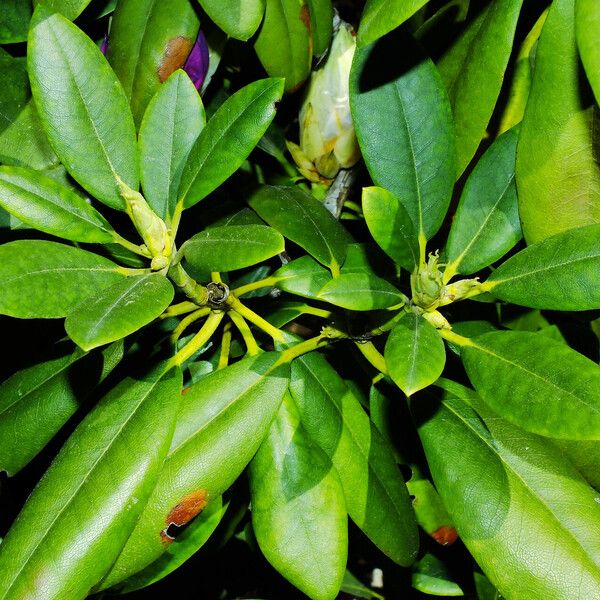 Rhododendron ponticum Blad