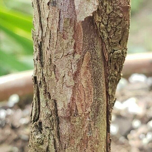 Afrocarpus usambarensis 樹皮