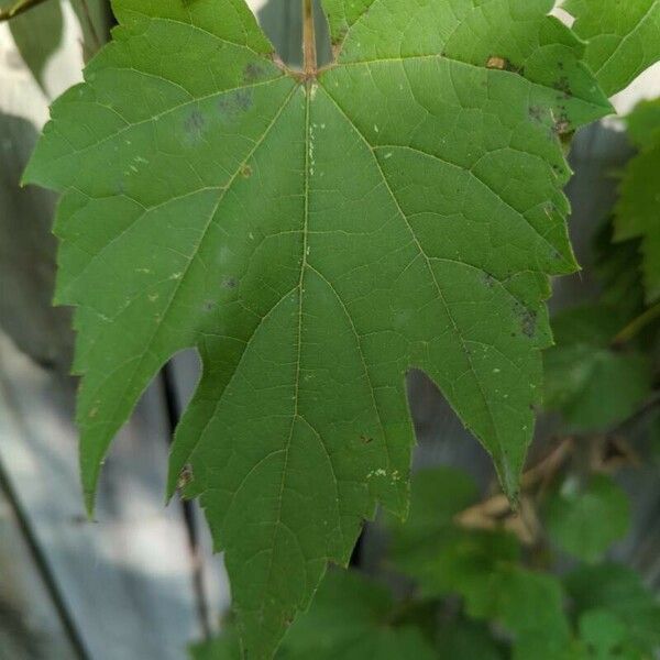 Vitis aestivalis Leaf