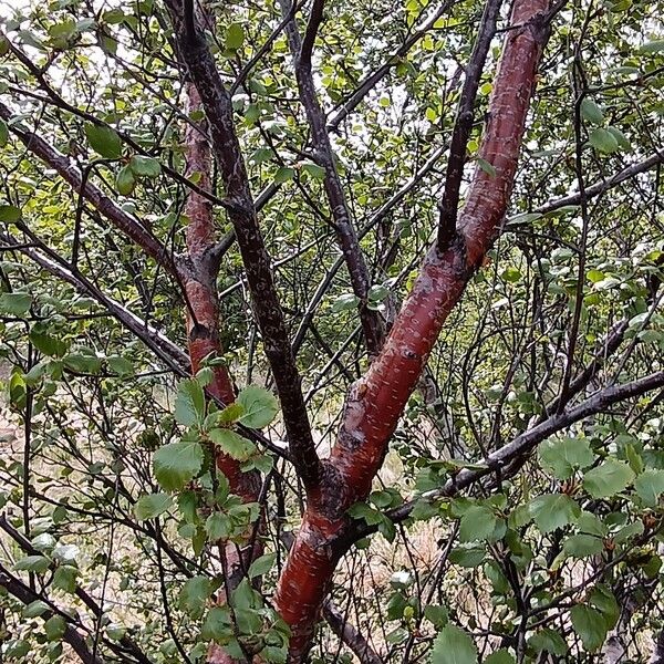 Betula humilis Casca