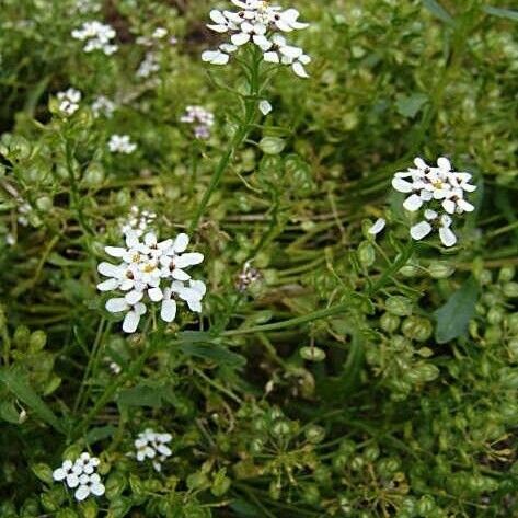 Iberis amara Flor