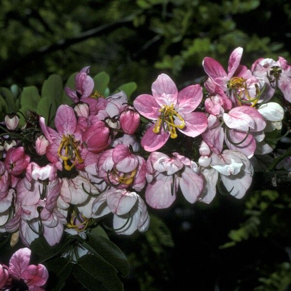 Cassia javanica Blomst