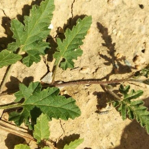 Convolvulus althaeoides Лист