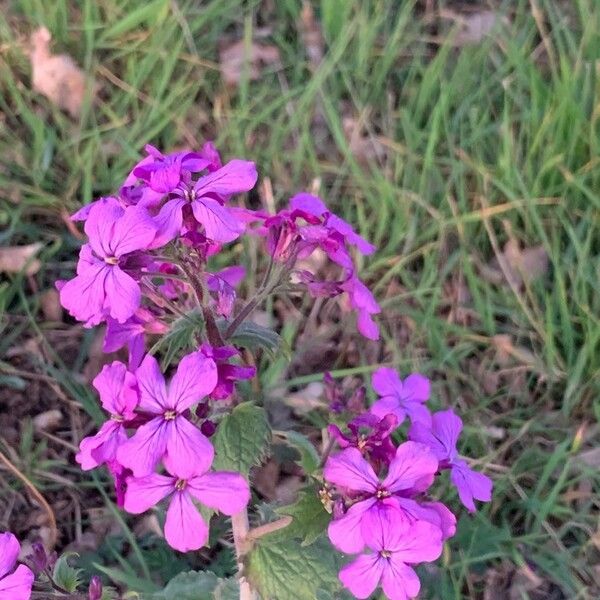 Lunaria annua Blüte