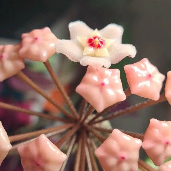 Hoya carnosa Blodyn