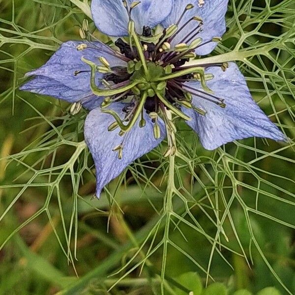 Nigella damascena Floro