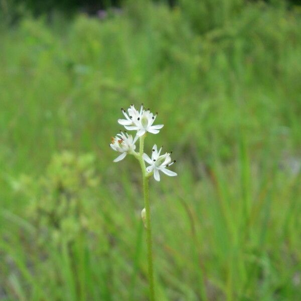 Triantha glutinosa Fleur