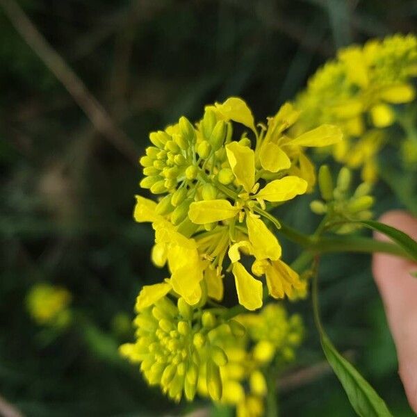 Rhamphospermum nigrum Flor