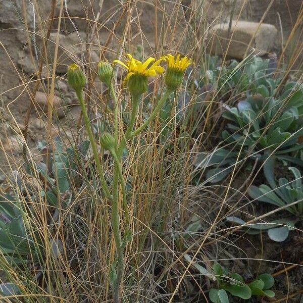 Jacobaea auricula 花