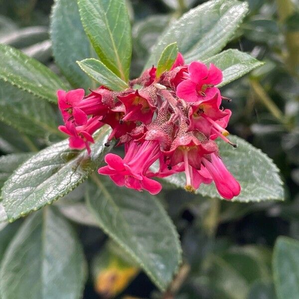 Escallonia rubra പുഷ്പം