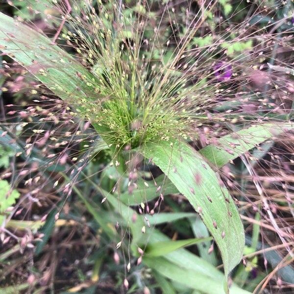 Panicum capillare Blomst