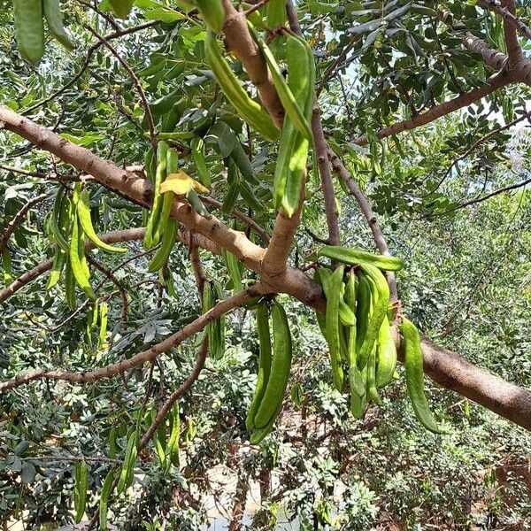 Ceratonia siliqua Fruit