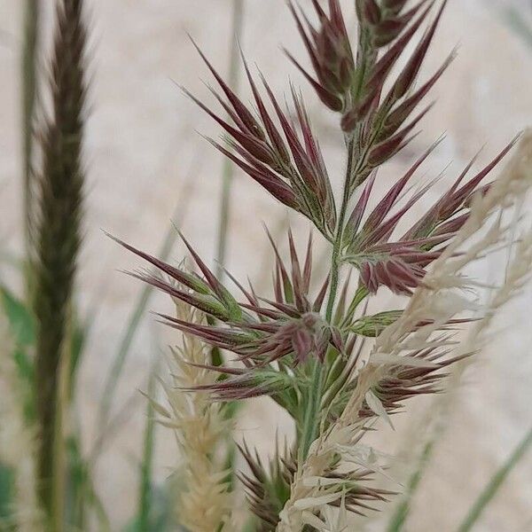 Calamagrostis pseudophragmites Flower