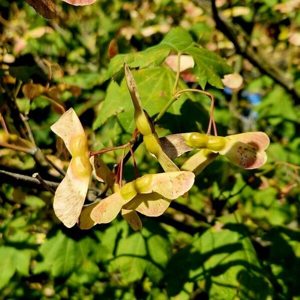 Acer circinatum Fruit