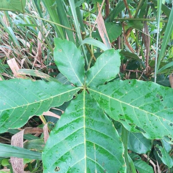 Vitex doniana Leaf