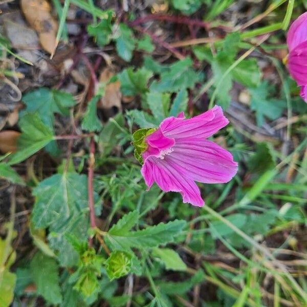 Malope malacoides 花