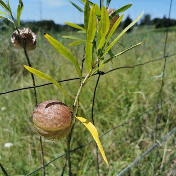 Gomphocarpus physocarpus ফল