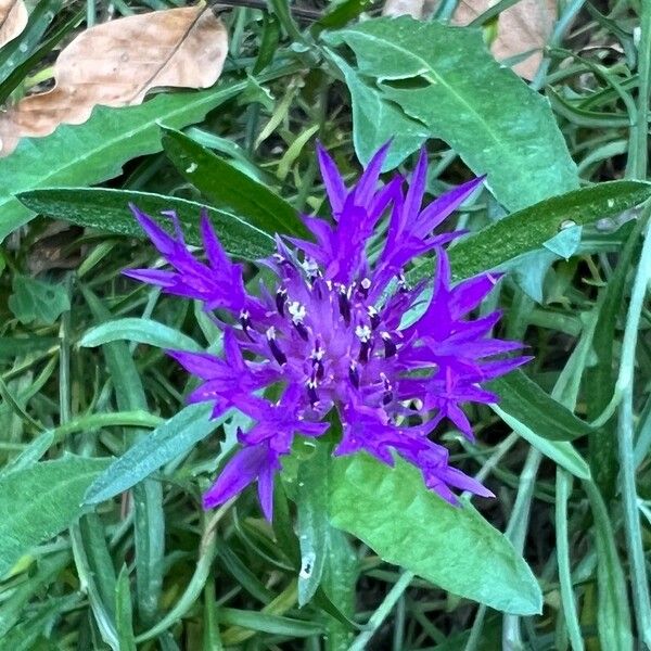 Centaurea napifolia Цветок