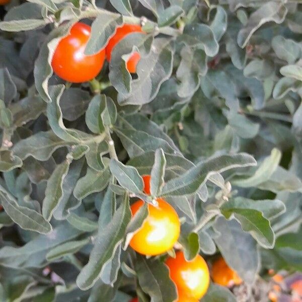 Solanum pseudocapsicum Habit