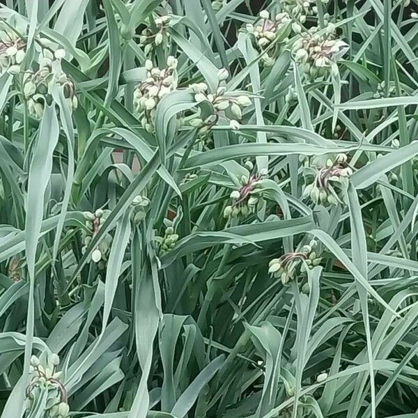 Tradescantia ohiensis Folha