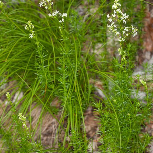 Galium lucidum Folla