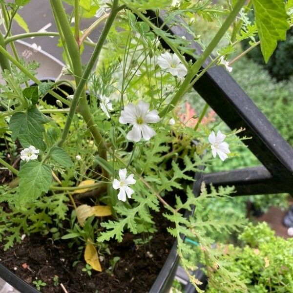 Gypsophila elegans Fiore