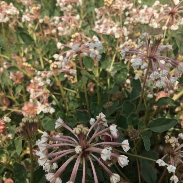 Abronia fragrans Fleur