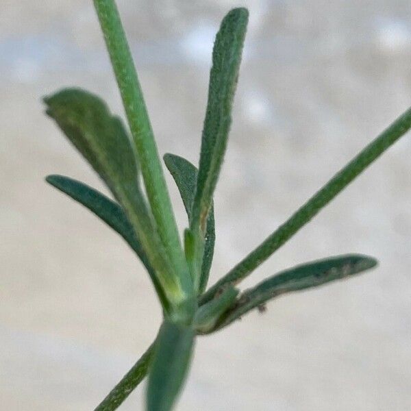 Lomelosia simplex Leaf