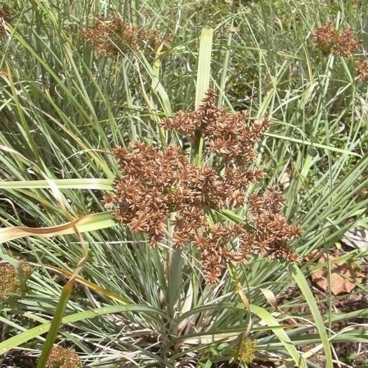 Cyperus javanicus Habitat