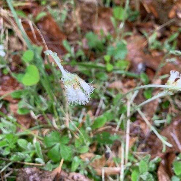 Antennaria neglecta Kvet