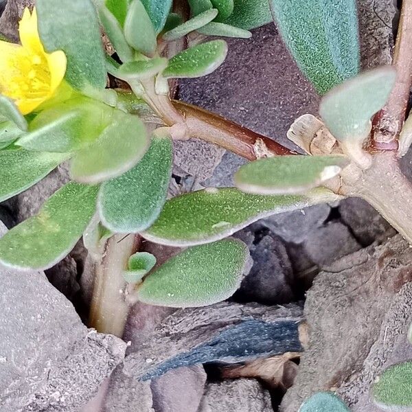 Portulaca oleracea Lehti