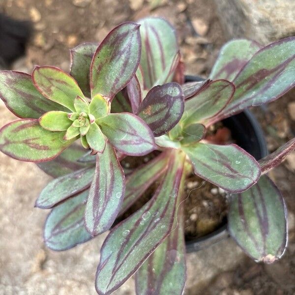 Echeveria nodulosa Flor