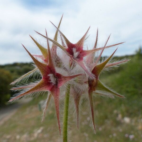 Trifolium stellatum Froito