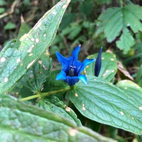 Gentiana asclepiadea 花