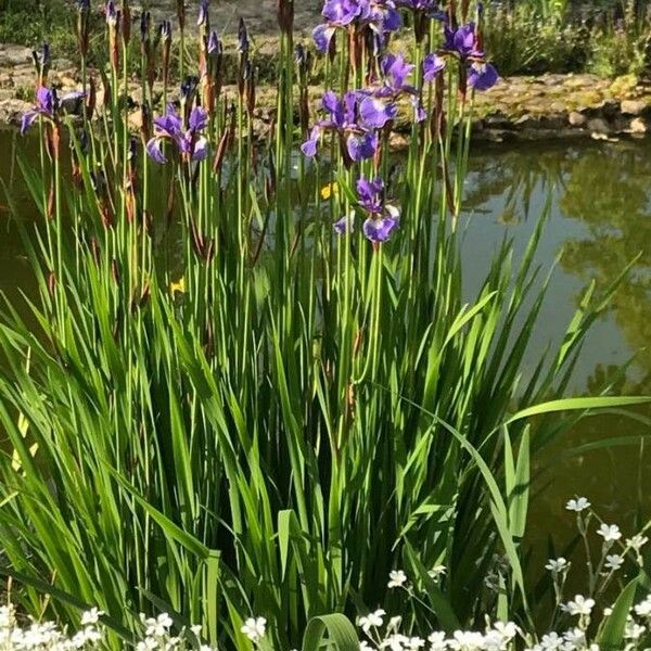 Iris sibirica Habit