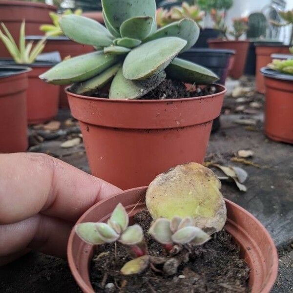 Adromischus liebenbergii Folha