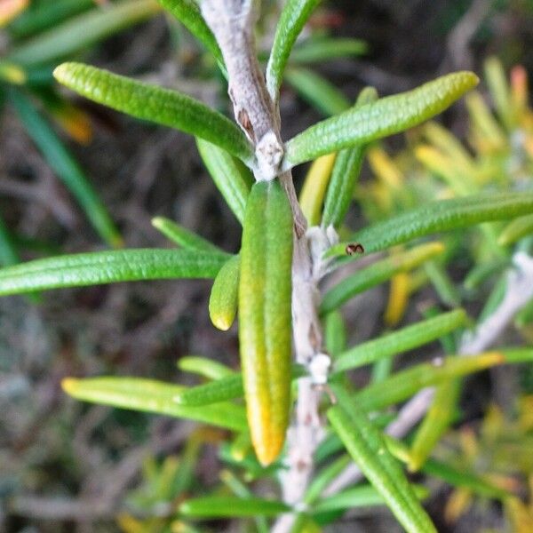 Rosmarinus officinalis Folla