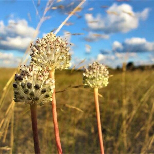 Allium guttatum Blomma