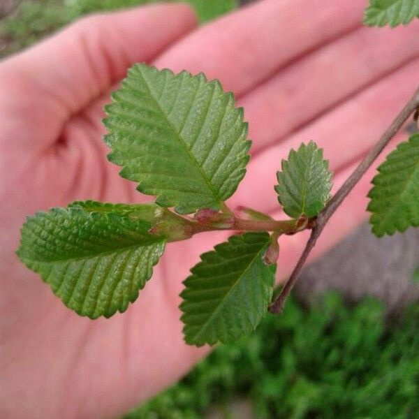 Ulmus americana Ліст