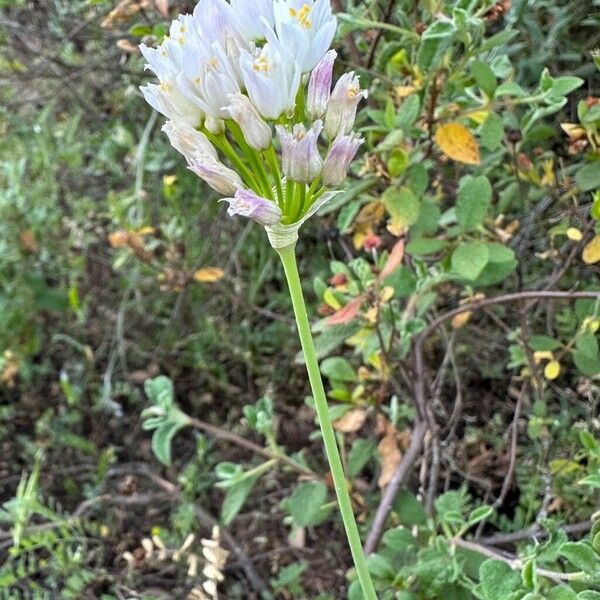 Allium roseum 花