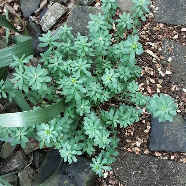 Rhodiola rosea Levél