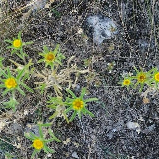 Asteriscus aquaticus その他の提案