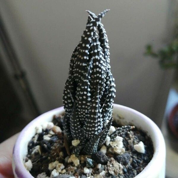 Haworthiopsis reinwardtii Hostoa