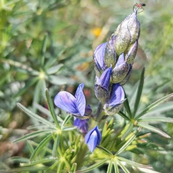 Lupinus angustifolius Fiore