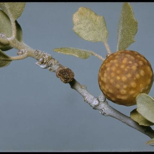 Quercus chrysolepis Fruct