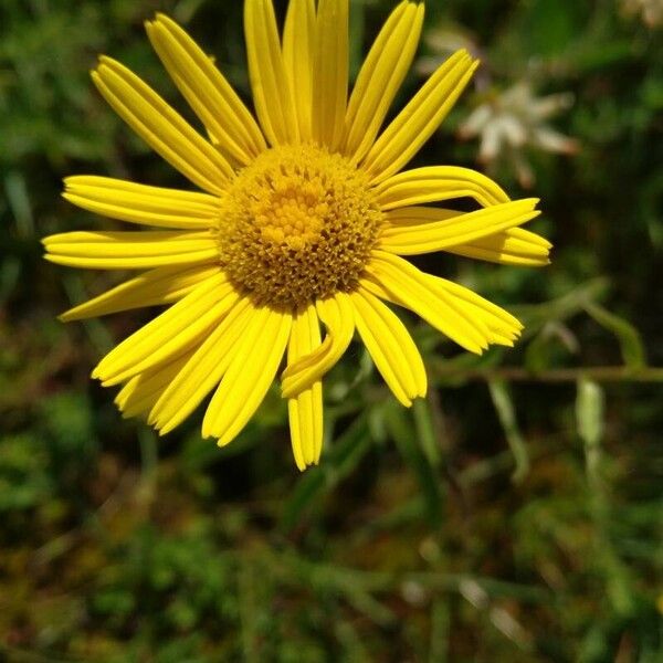 Buphthalmum salicifolium Kukka