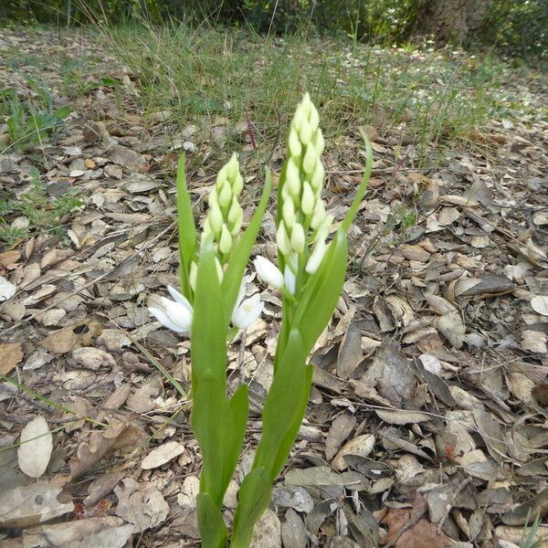 Cephalanthera longifolia Hábito