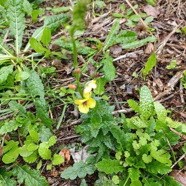 Verbascum blattaria Hábito