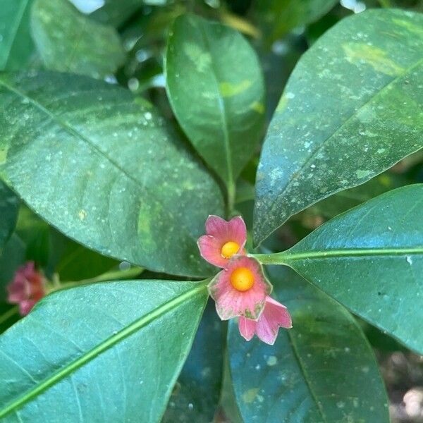 Psychotria nuda Flower