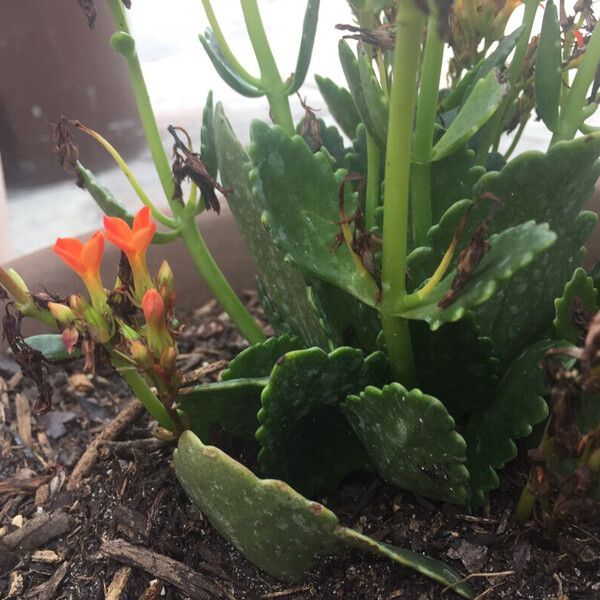 Kalanchoe blossfeldiana পাতা